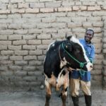 African livestock producers have a unique opportunity to improve the production of meat, milk and eggs through modern breeding technologies and innovations being tested in Africa.