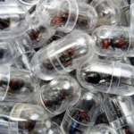 A close-up, top-down view shows dozens of large, reddish-brown and black queen ants, each individually sealed inside a small, transparent plastic capsule. The capsules are piled together, highlighting the scale of the collection and the method used to transport the live insects.