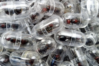 A close-up, top-down view shows dozens of large, reddish-brown and black queen ants, each individually sealed inside a small, transparent plastic capsule. The capsules are piled together, highlighting the scale of the collection and the method used to transport the live insects.