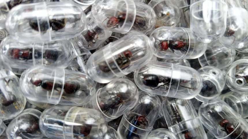 A close-up, top-down view shows dozens of large, reddish-brown and black queen ants, each individually sealed inside a small, transparent plastic capsule. The capsules are piled together, highlighting the scale of the collection and the method used to transport the live insects.